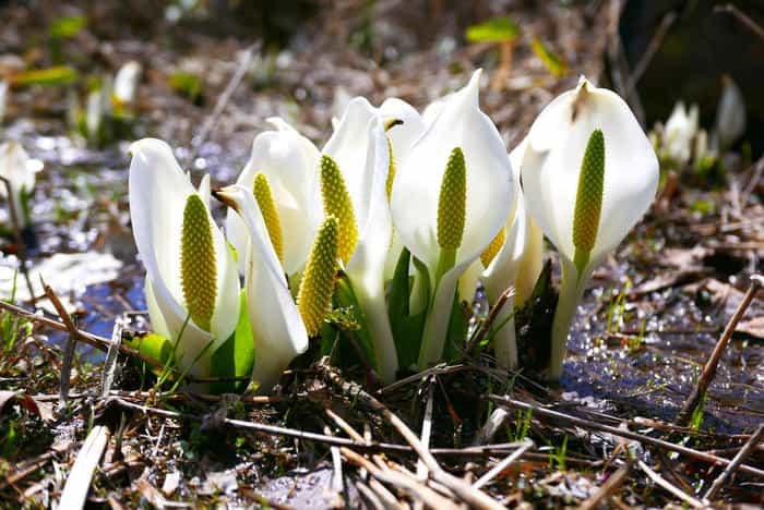 いざ水芭蕉の楽園へ！初心者でも日帰りできる尾瀬ヶ原ハイキングコース