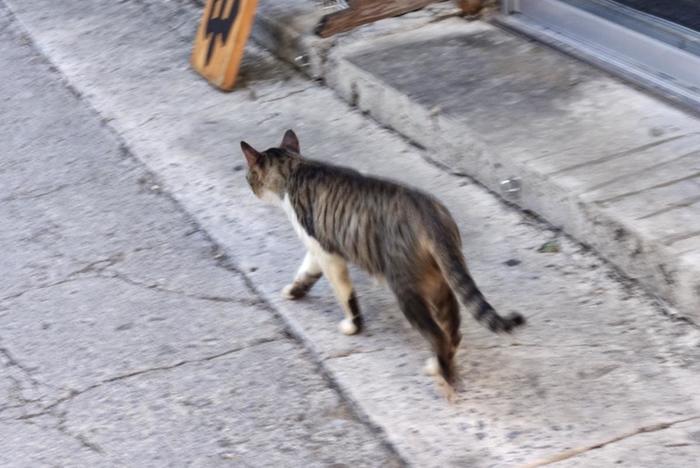 沖縄で出会った島猫たち！スポット別に紹介