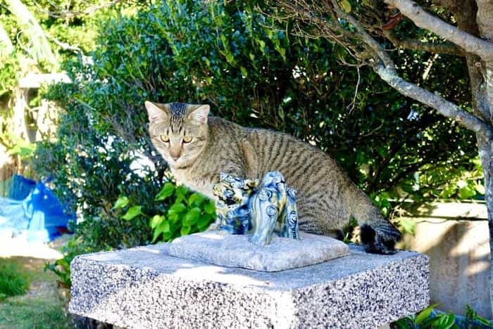 沖縄で出会った島猫たち！スポット別に紹介