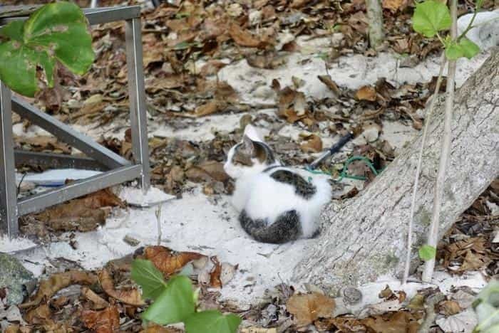 沖縄で出会った島猫たち！スポット別に紹介