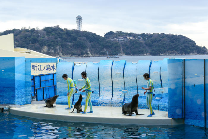 新江ノ島水族館（えのすい）の見どころを徹底レポート！ イルカショーは必見！