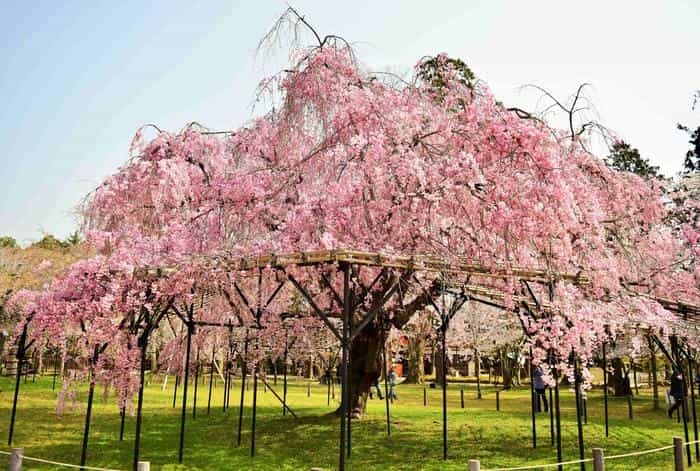 【京都】上賀茂神社（賀茂別雷神社）の見どころ・パワースポット・御朱印などを徹底解説