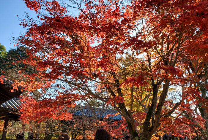 秋はやっぱり紅葉の綺麗な京都へ♪