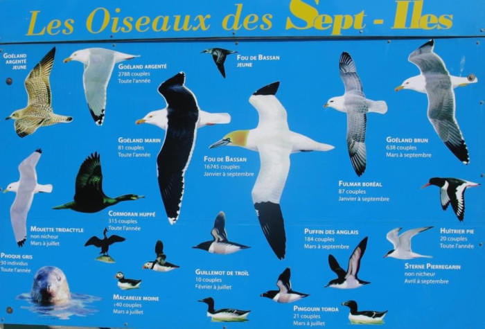 【フランス】大自然の神秘！バラ色の巨石海岸と海鳥の王国