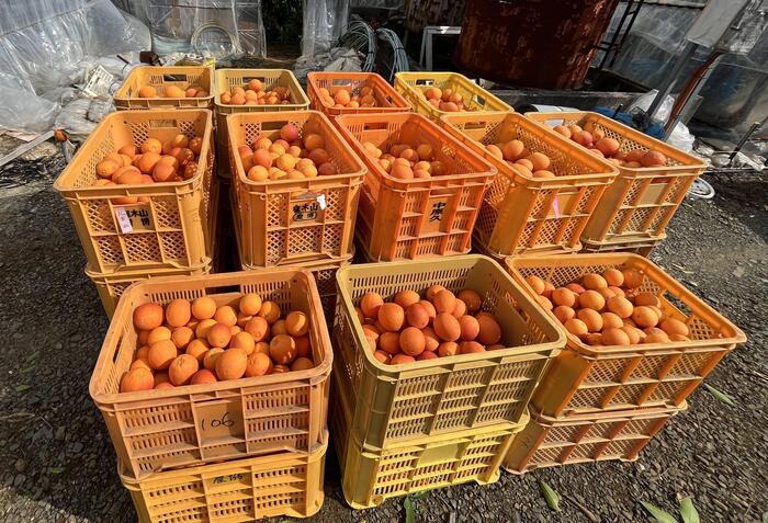 野菜や果物から始まる野菜ソムリエ的旅の組み立て方～熊本への旅（柑橘）