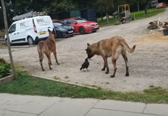 愛犬たちの親友はカラス？！追いかけっこして遊んだり、一緒に水を飲む仲良しなその姿にほっこり！！