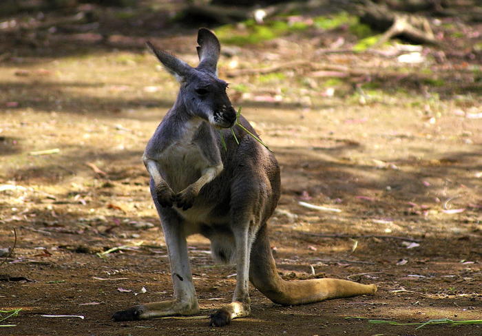 【徹底取材】よこはま動物園ズーラシアの攻略法・アクセス・混雑状況まで！家族サービスにもデートにもおすすめです！