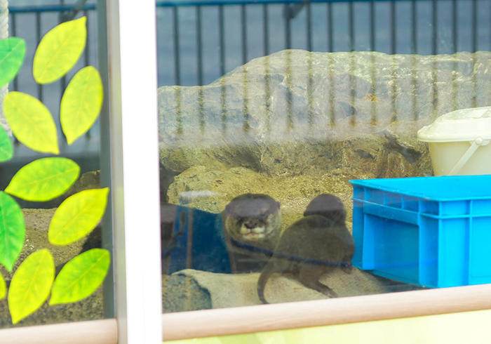 新江ノ島水族館（えのすい）の見どころを徹底レポート！ イルカショーは必見！