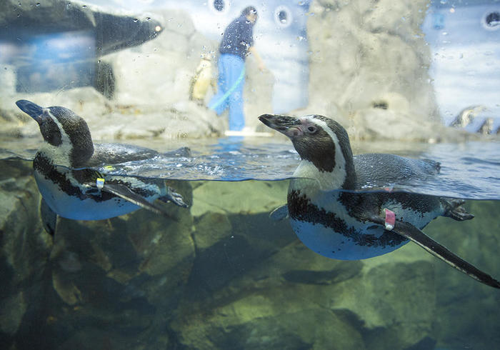 新江ノ島水族館（えのすい）の見どころを徹底レポート！ イルカショーは必見！