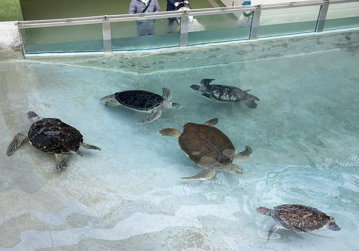 新江ノ島水族館（えのすい）の見どころを徹底レポート！ イルカショーは必見！