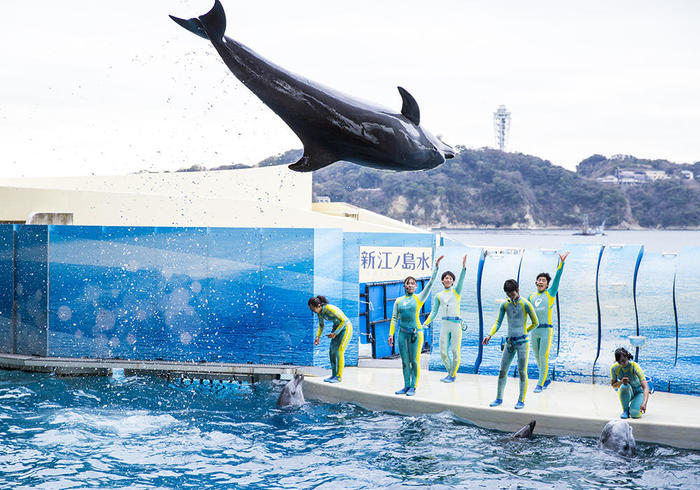 新江ノ島水族館（えのすい）の見どころを徹底レポート！ イルカショーは必見！