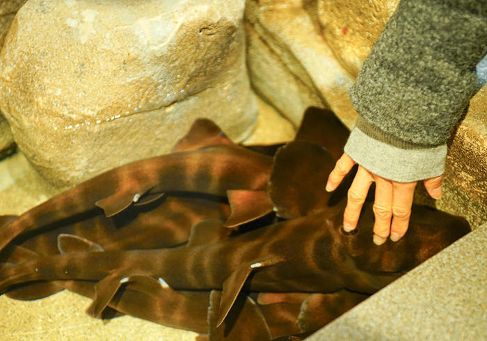 新江ノ島水族館（えのすい）の見どころを徹底レポート！ イルカショーは必見！