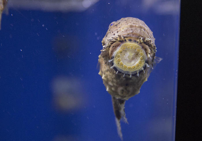 新江ノ島水族館（えのすい）の見どころを徹底レポート！ イルカショーは必見！