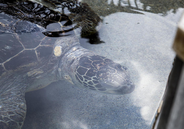 新江ノ島水族館（えのすい）の見どころを徹底レポート！ イルカショーは必見！