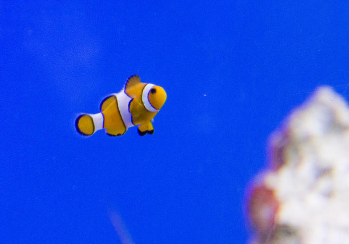 新江ノ島水族館（えのすい）の見どころを徹底レポート！ イルカショーは必見！