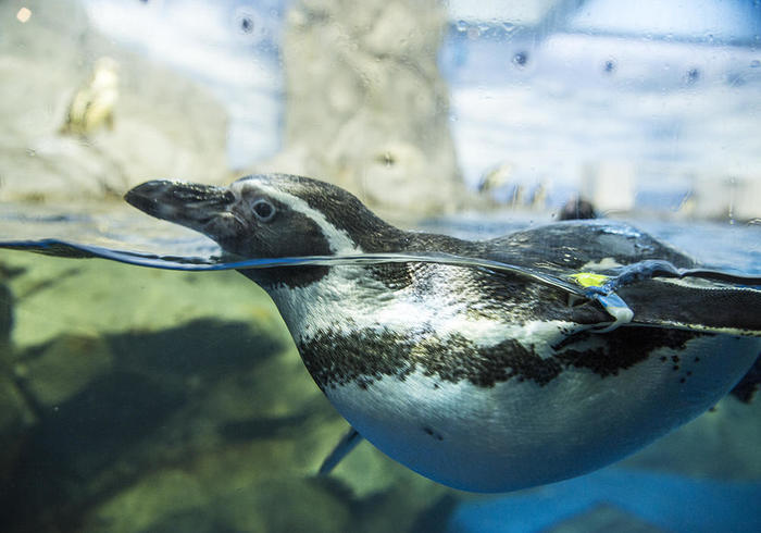 新江ノ島水族館（えのすい）の見どころを徹底レポート！ イルカショーは必見！