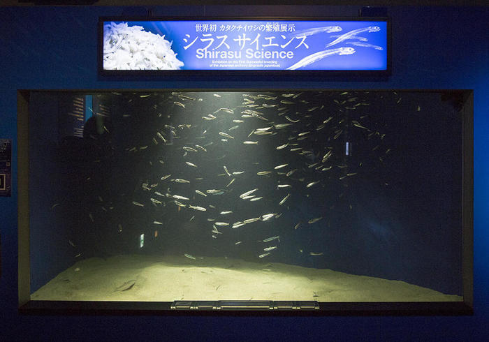 新江ノ島水族館（えのすい）の見どころを徹底レポート！ イルカショーは必見！