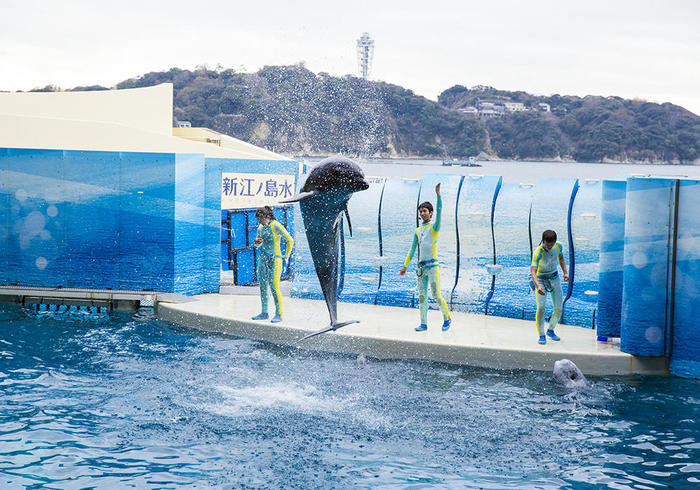 新江ノ島水族館（えのすい）の見どころを徹底レポート！ イルカショーは必見！