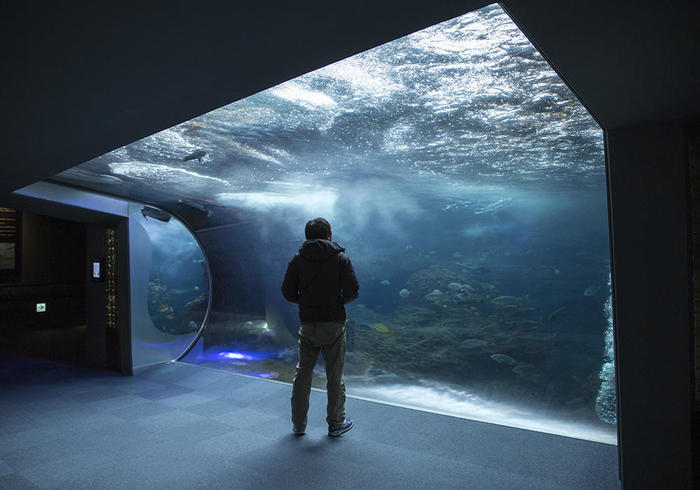 新江ノ島水族館（えのすい）の見どころを徹底レポート！ イルカショーは必見！