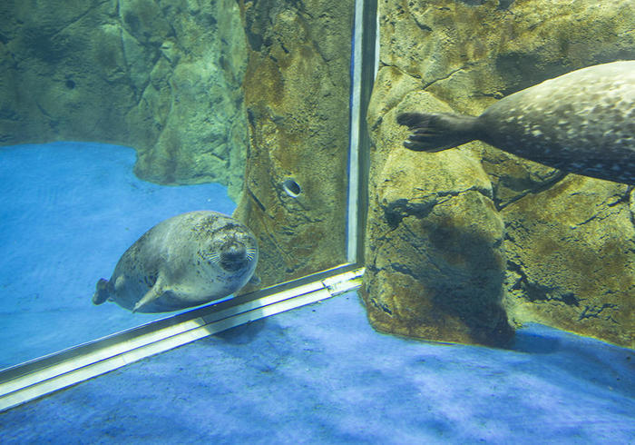 新江ノ島水族館（えのすい）の見どころを徹底レポート！ イルカショーは必見！