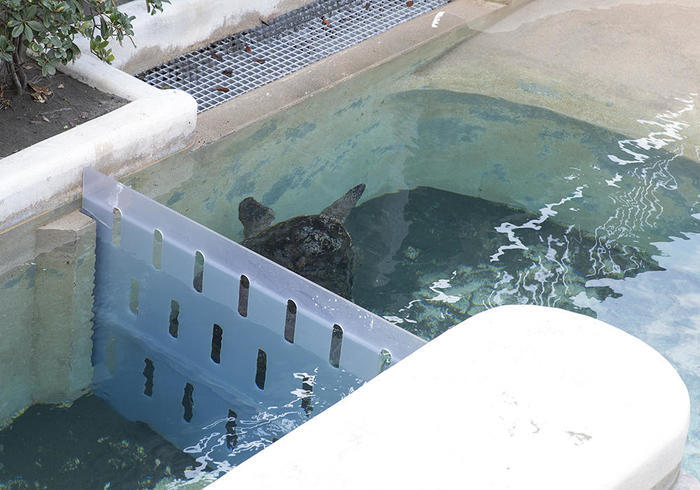 新江ノ島水族館（えのすい）の見どころを徹底レポート！ イルカショーは必見！