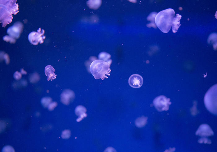 新江ノ島水族館（えのすい）の見どころを徹底レポート！ イルカショーは必見！