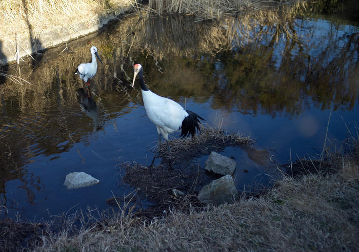 【葛西臨海公園】真冬の醍醐味「23区最大規模のスイセン畑」と「日本最大級の大観覧車から眺める富士山」。四季の花情報もお伝えします