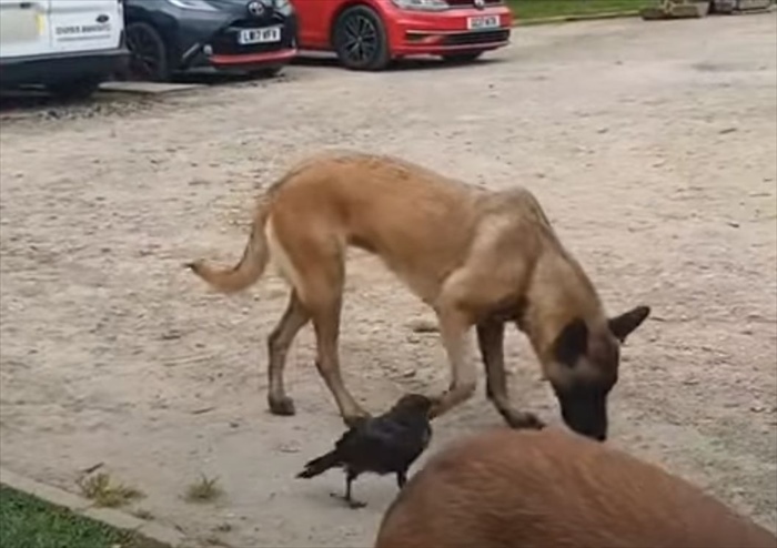 愛犬たちの親友はカラス？！追いかけっこして遊んだり、一緒に水を飲む仲良しなその姿にほっこり！！