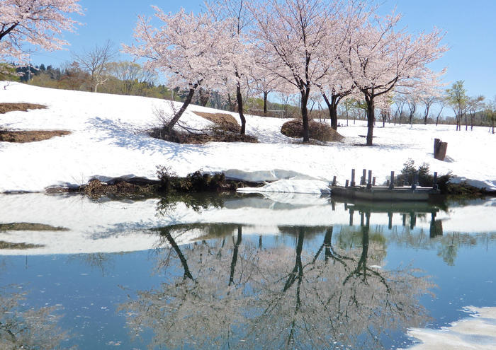 【新潟】期間限定の絶景！魚沼市の雪上桜と雪流れ