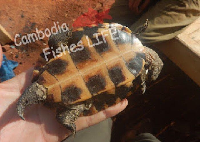 動物と触れ合えるカンボジアでやんちゃな亀との出会い