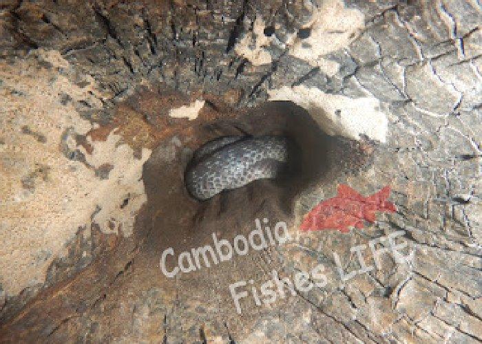 動物と触れ合えるカンボジアでやんちゃな亀との出会い