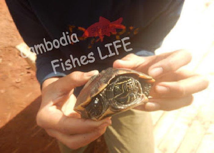 動物と触れ合えるカンボジアでやんちゃな亀との出会い