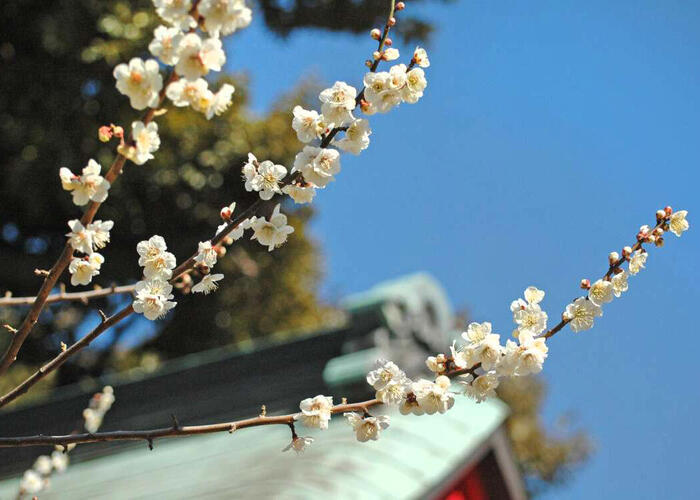 さむかわ小旅vol.1「寒川歴史浪漫紀行Ⅰ ―800年の伝承の謎を追って―」