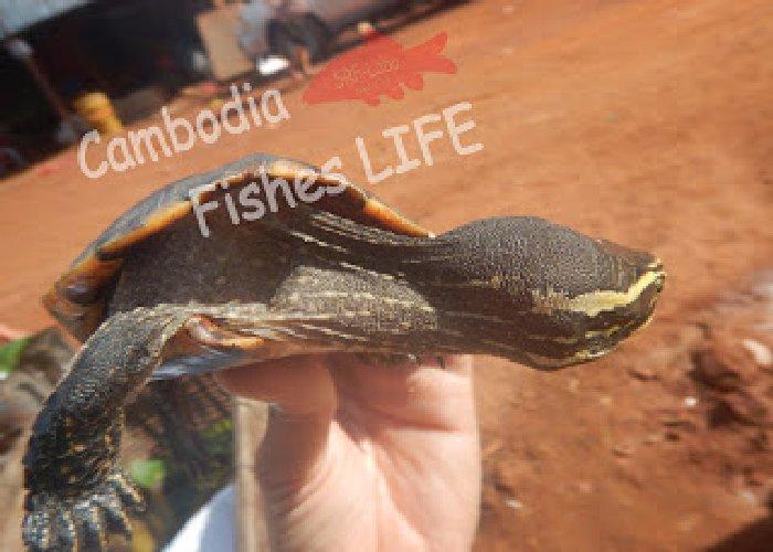 動物と触れ合えるカンボジアでやんちゃな亀との出会い