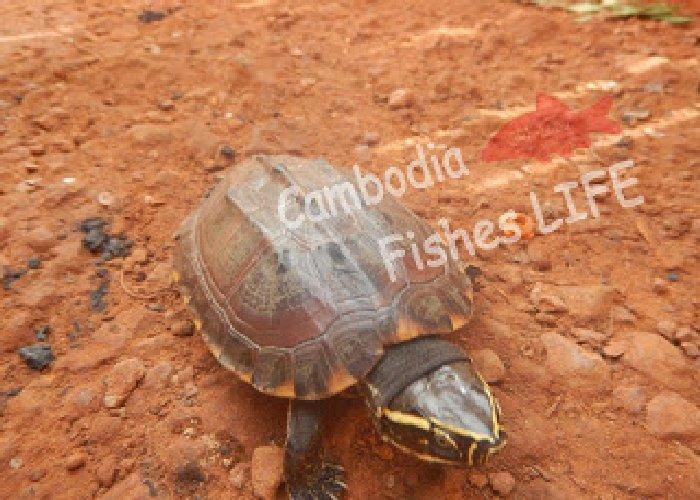 動物と触れ合えるカンボジアでやんちゃな亀との出会い