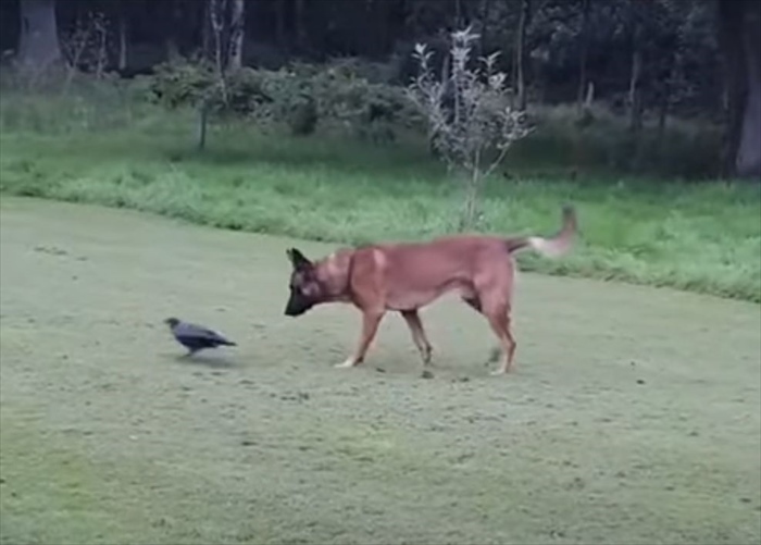 愛犬たちの親友はカラス？！追いかけっこして遊んだり、一緒に水を飲む仲良しなその姿にほっこり！！