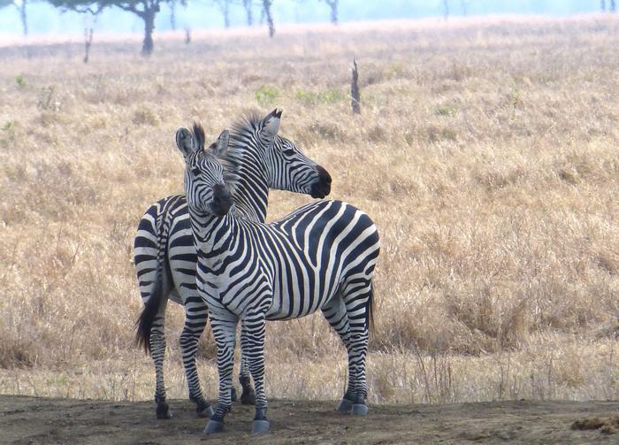 タンザニアのサファリで、大人気の動物ビッグファイブを見てみよう！