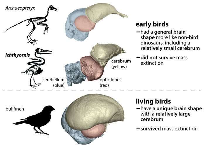 「鳥脳」をもつ者が、恐竜を絶滅させた隕石から生き延びたという研究