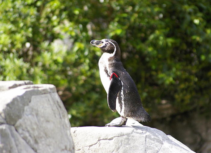 【徹底取材】よこはま動物園ズーラシアの攻略法・アクセス・混雑状況まで!家族サービスにもデートにもおすすめです!