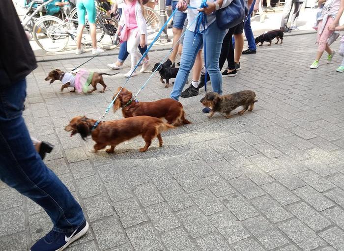 犬好きさん必見!ポーランドのダックスフントパレード