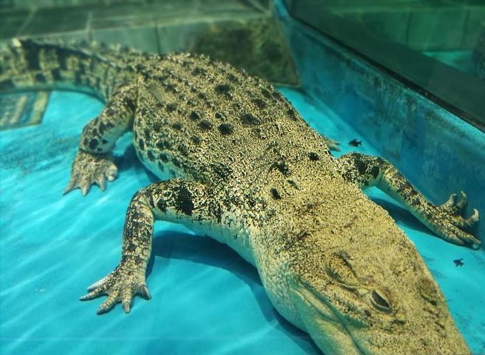 【大阪府／吹田市】水族館や動物園が融合した観光スポット・ニフレルを徹底解説！