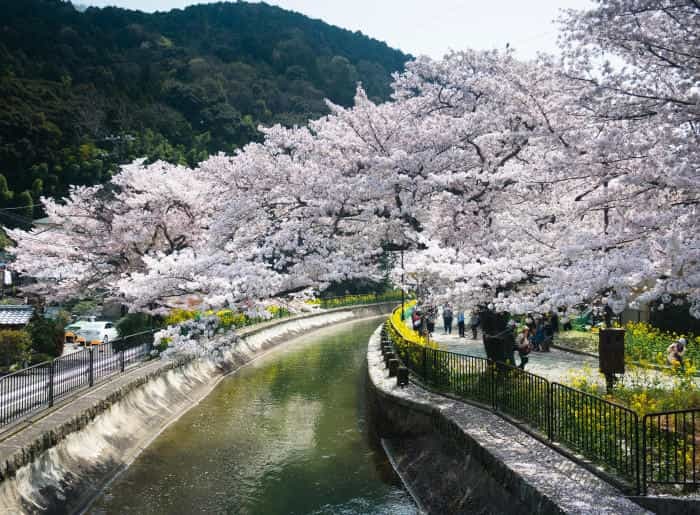 春の京都！1年でもっとも人気な桜シーズン、京都のさくらの名所5選