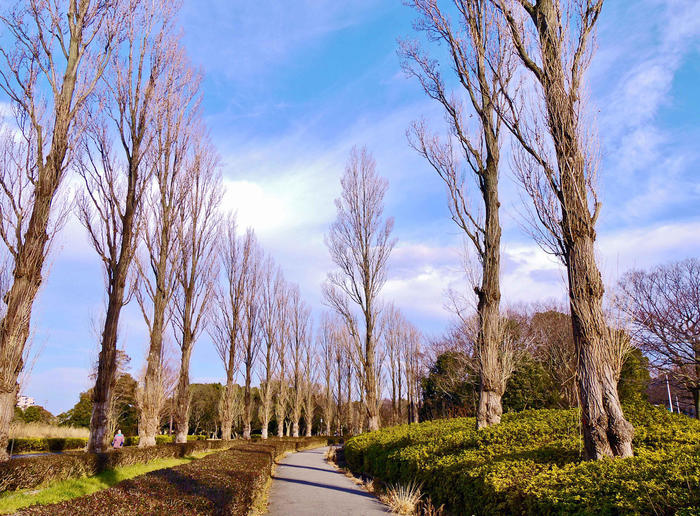 劇的な紅色に染まる葉と花、空。 晩秋・初冬は葛飾区水元公園に行こう！