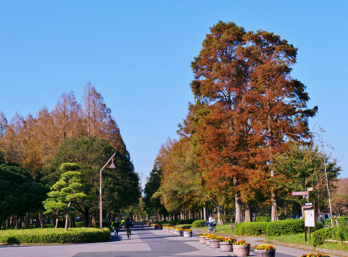 劇的な紅色に染まる葉と花、空。 晩秋・初冬は葛飾区水元公園に行こう！