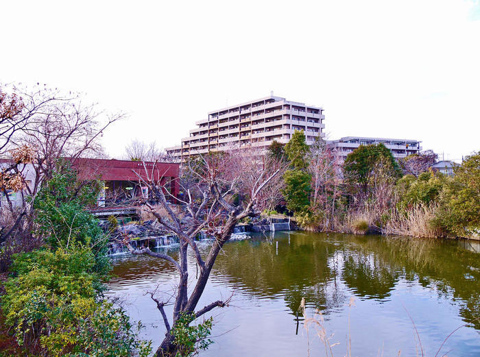 劇的な紅色に染まる葉と花、空。 晩秋・初冬は葛飾区水元公園に行こう！