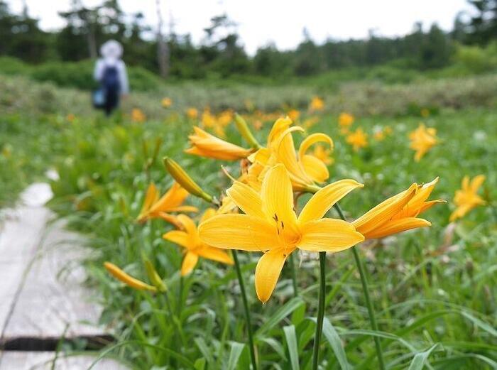 【岩手】広大な湿原に咲く高山植物を気軽に見に行ける！八幡平で涼しい空気に包まれながらトレッキング