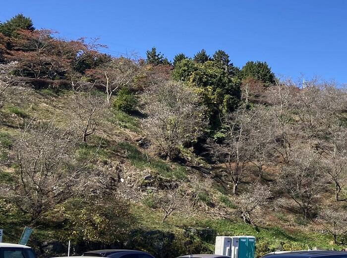 【群馬・藤岡】紅葉と桜を一度に楽しめる桜山公園とみかん狩りと藍染体験