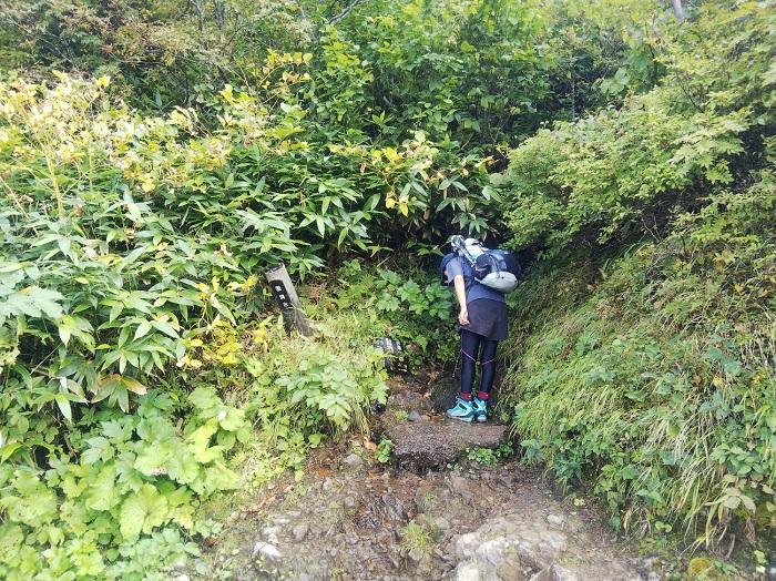 【初秋の登山】花と日本の百名山　苗場山と谷川岳へ！上信越山旅