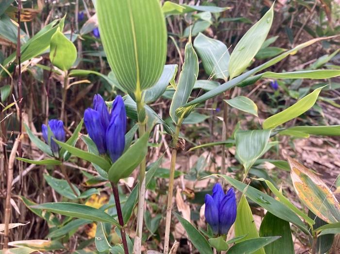 【初秋の登山】花と日本の百名山　苗場山と谷川岳へ！上信越山旅