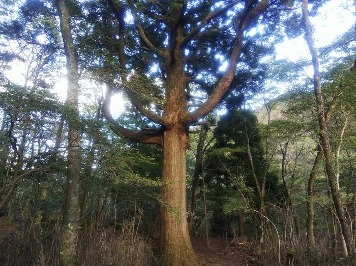 【日帰り登山】富士山を支える山・愛鷹（あしたか）山塊に登る